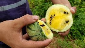 吐槽赛罗吃瓜视频,笑料百出，揭秘娱乐圈幕后真相