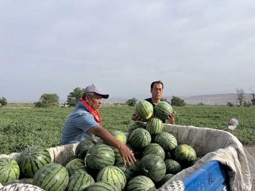宁波这几天吃瓜事件视频,一场网络热议的社区冲突纪实