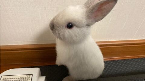 兔子吃清瓜吗会死吗视频,兔子食用清瓜致命风险揭秘