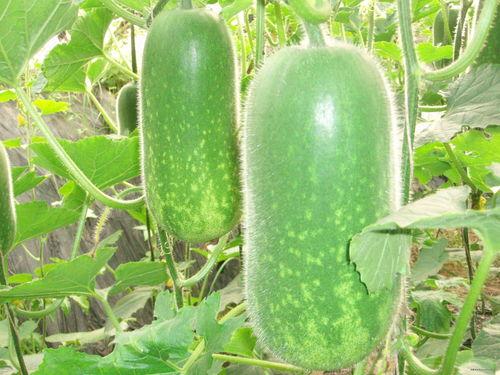 绿色帽子吃瓜视频大全,揭秘网络热点背后的趣味与争议