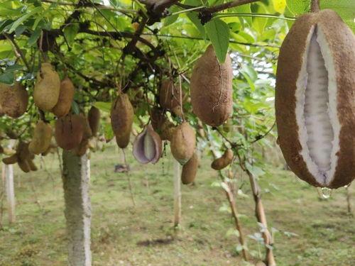 男人吃八月瓜视频大全集,男人味蕾的狂欢之旅