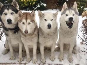 吃瓜群众哈士奇视频在线观看,萌态十足引网友爆笑